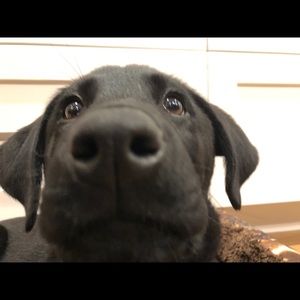 Meet your Posher, Emma